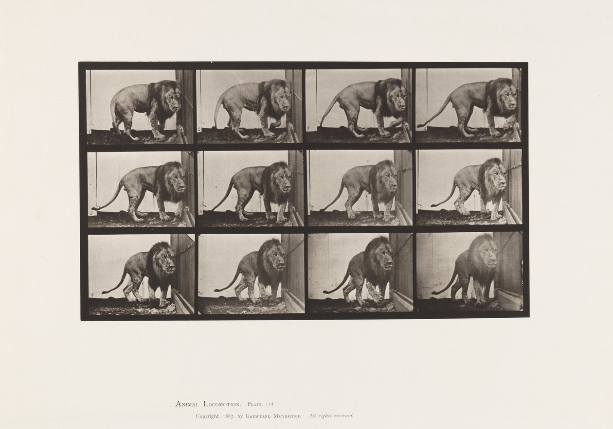 Tallerken 723. Løve; Går, snur seg av Eadweard Muybridge