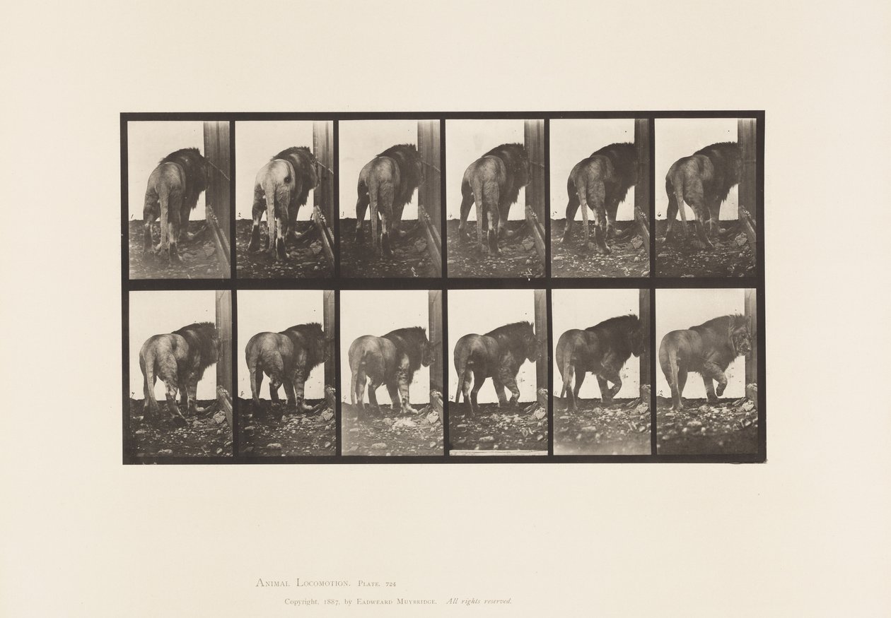 Tallerken 724. Løve; Går, snur seg av Eadweard Muybridge