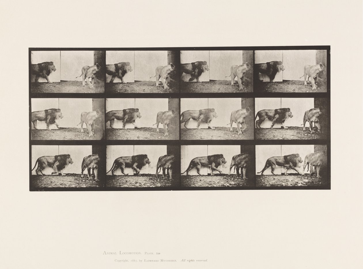Tallerken 726. Løve og løvinne; Går av Eadweard Muybridge