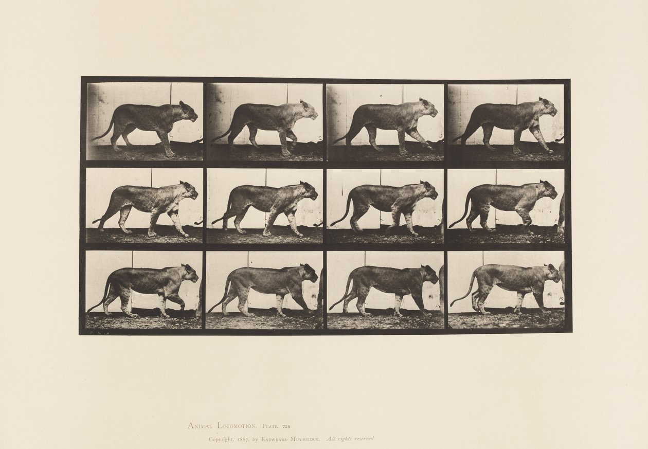 Tallerken 728. Løvinne; Turgåing; Løve; Liggende ned av Eadweard Muybridge