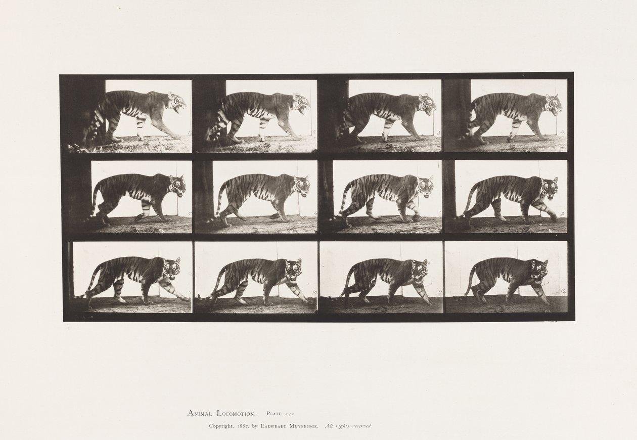 Plate 729. Tigress; Går av Eadweard Muybridge