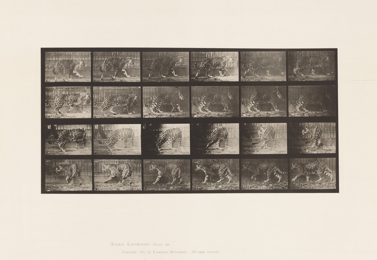 Plate 731. Jaquar; A, gå; B, snu av Eadweard Muybridge