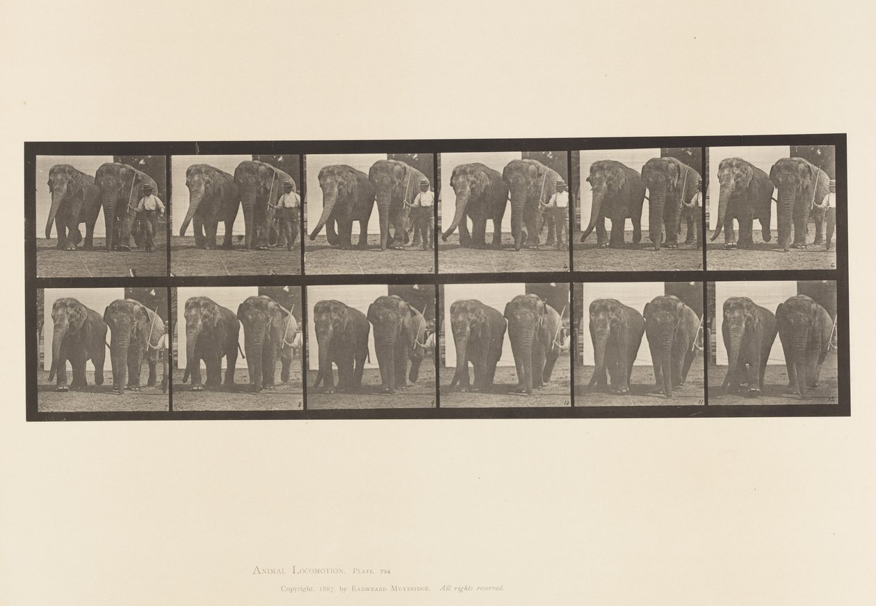 Plate 734. Elefanter; To, gåing av Eadweard Muybridge