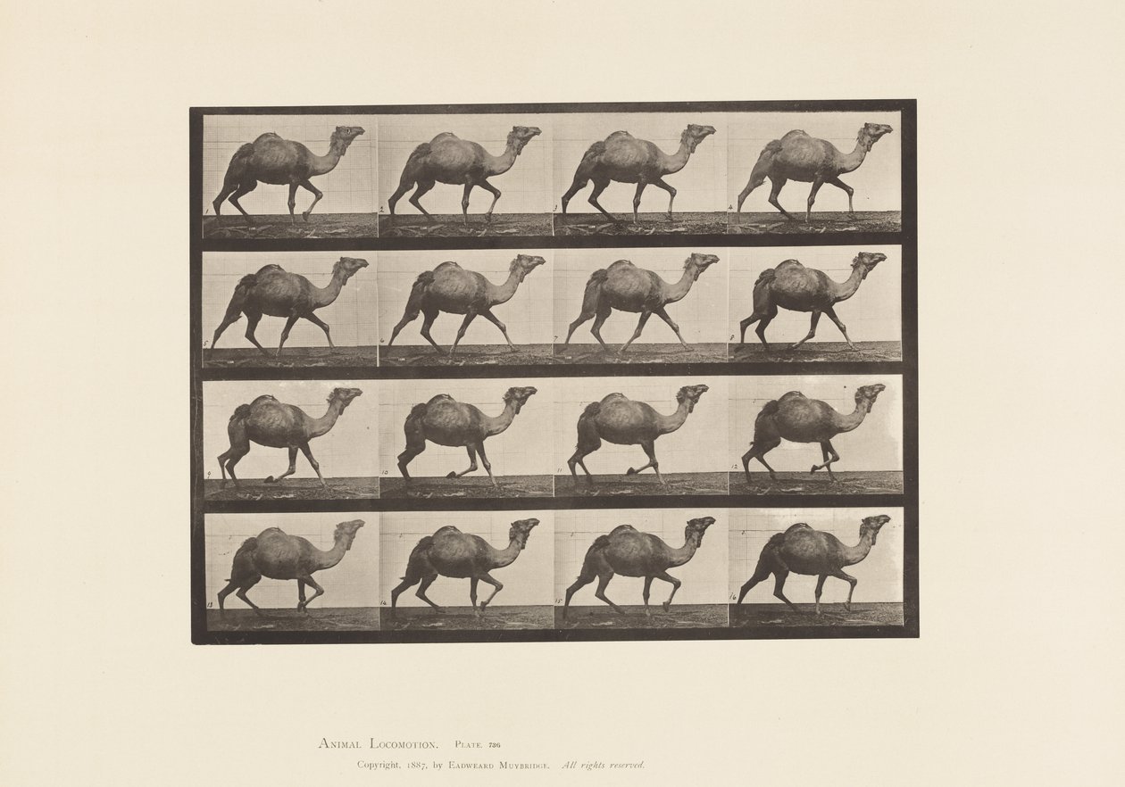 Plate 736. Egyptisk kamel; Reoler av Eadweard Muybridge