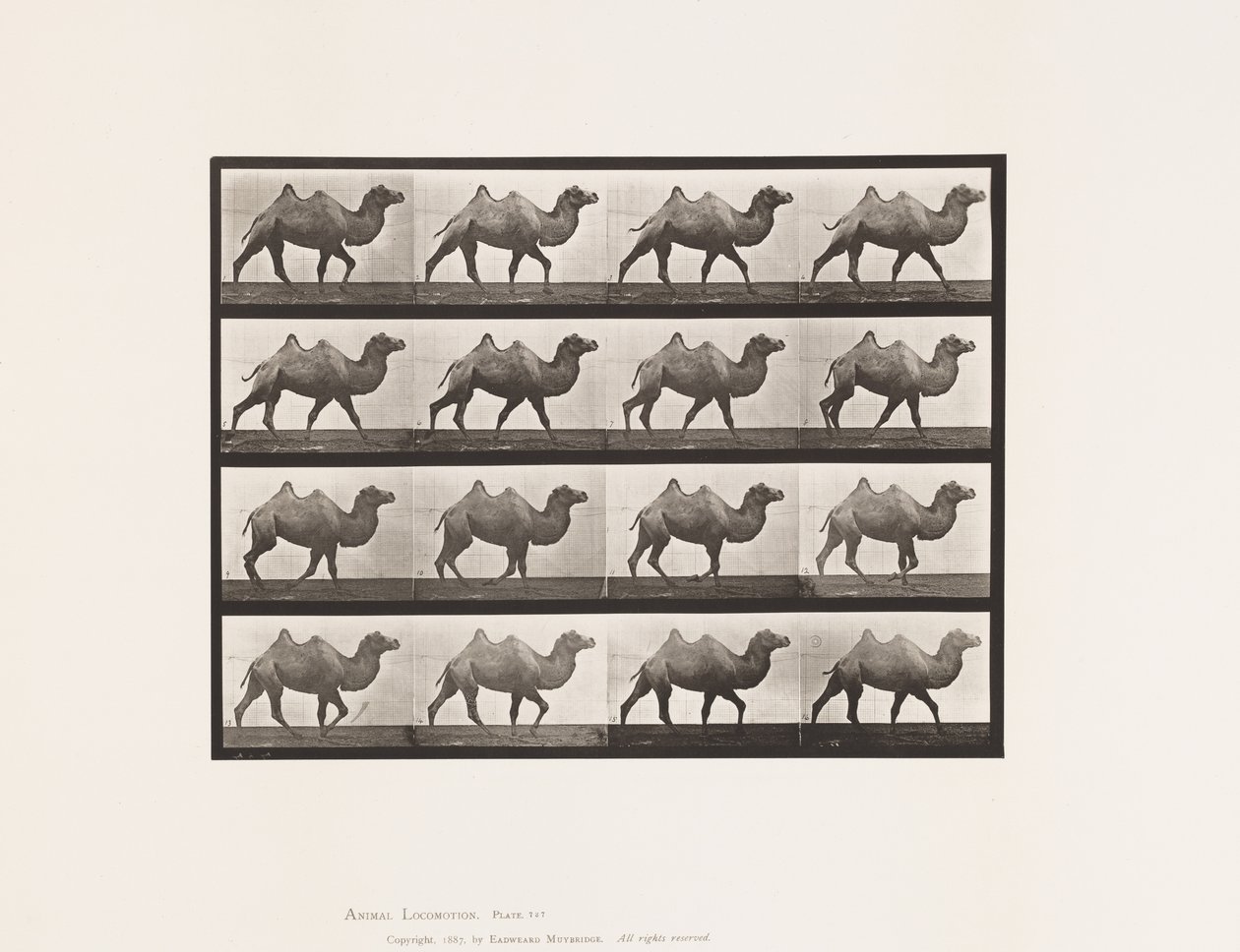 Plate 737. Bactrian Camel; Går av Eadweard Muybridge