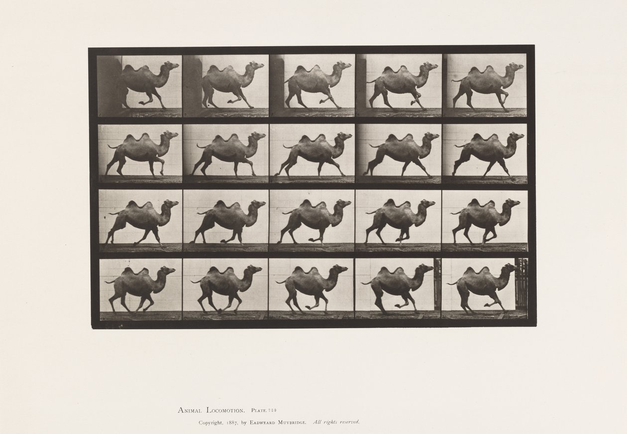 Plate 739. Bactrian Camel; Galopperende av Eadweard Muybridge