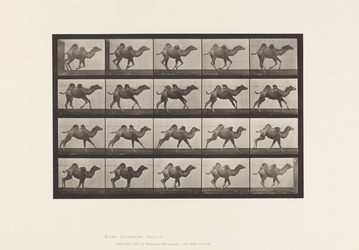 Plate 740. Bactrian Camel; (Ung), Galopperende av Eadweard Muybridge