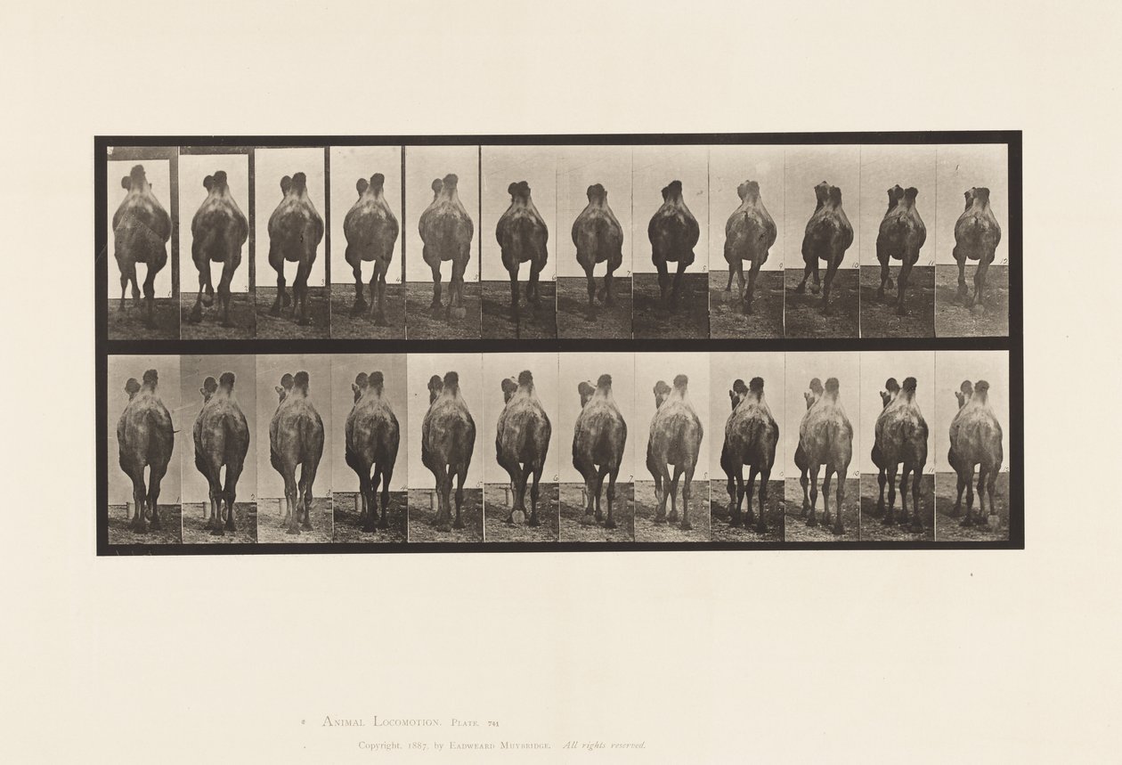 Plate 741. Bactrian Camel; A, gåing; B, reoler av Eadweard Muybridge