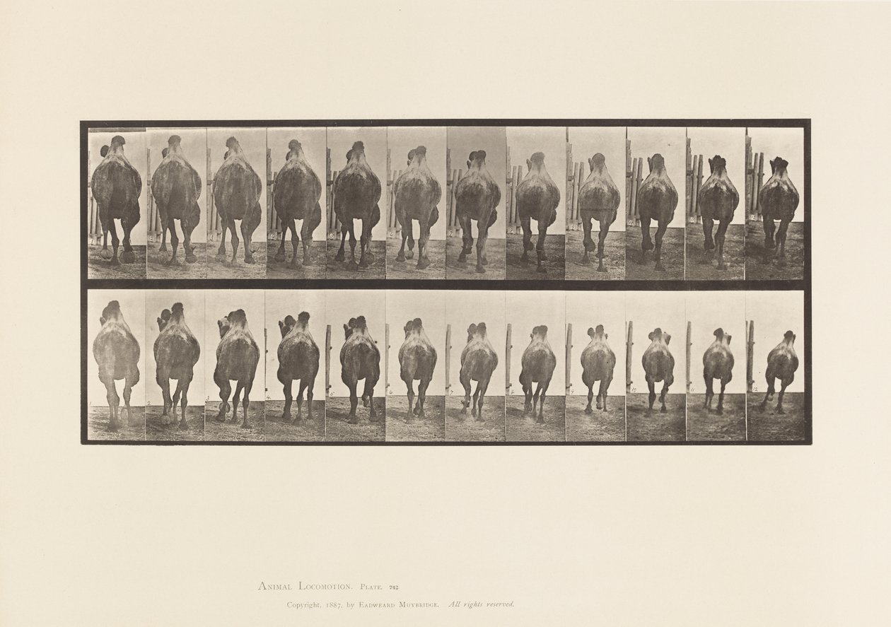 Plate 742. Bactrian Camel; A, reoler; B, Galopperende av Eadweard Muybridge
