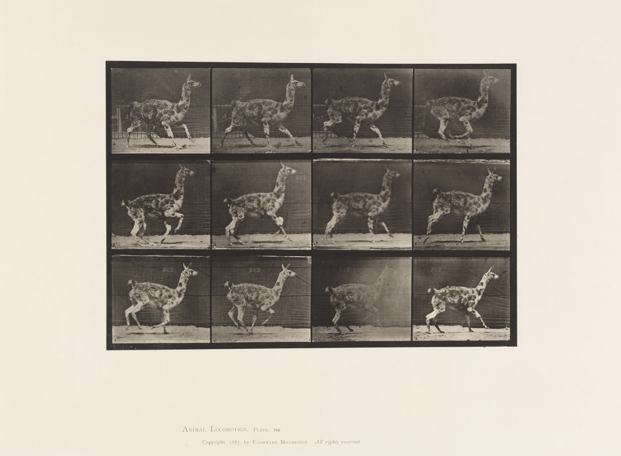 Tallerken 743. Guanaco; Galopperende av Eadweard Muybridge