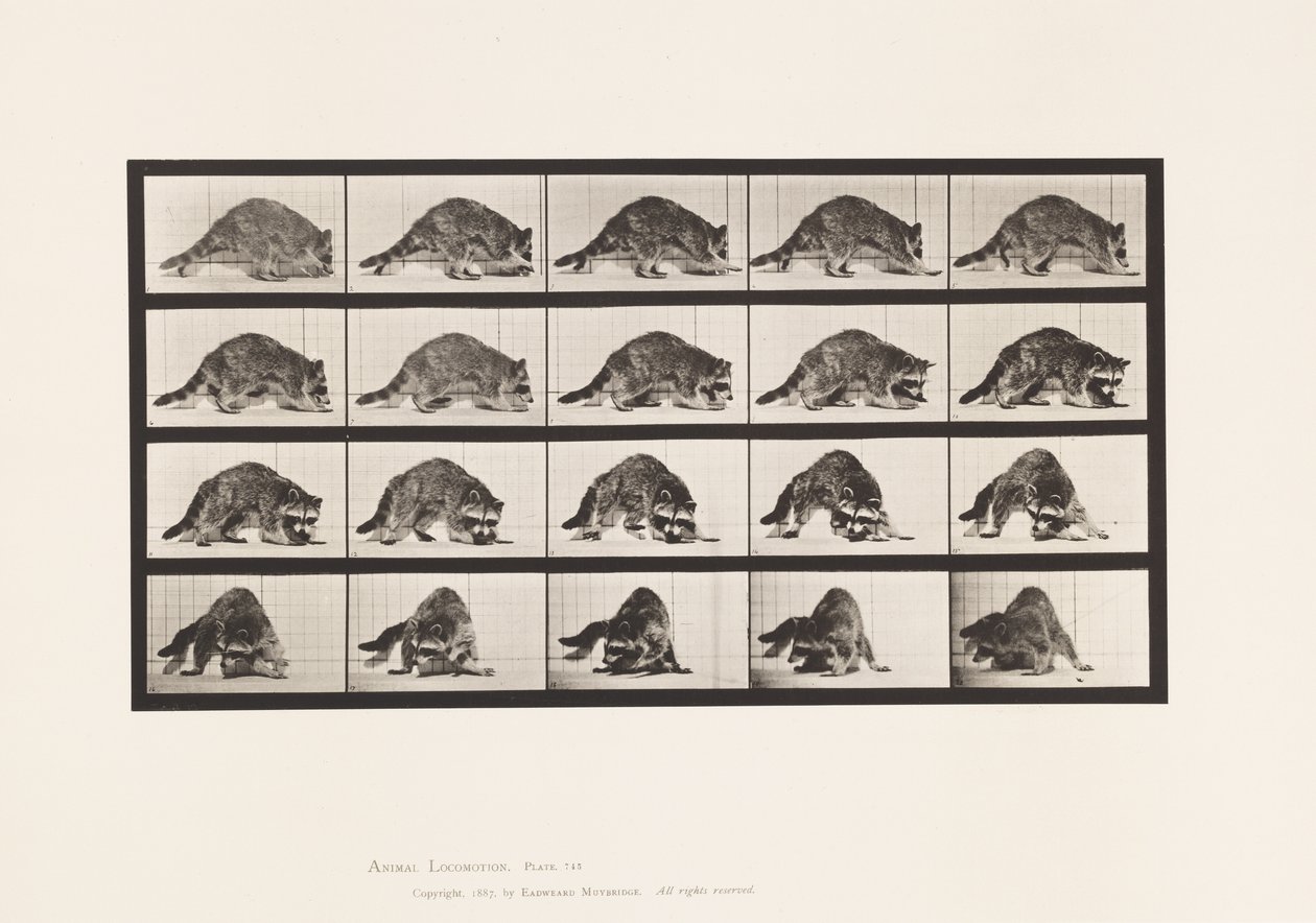 Tallerken 745. Vaskebjørn; Turgåing; og snu av Eadweard Muybridge