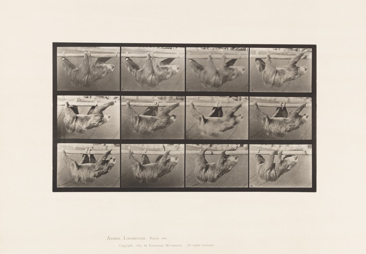 Tallerken 750. Dovendyr; Gående, opphengt på en horisontal stang av Eadweard Muybridge