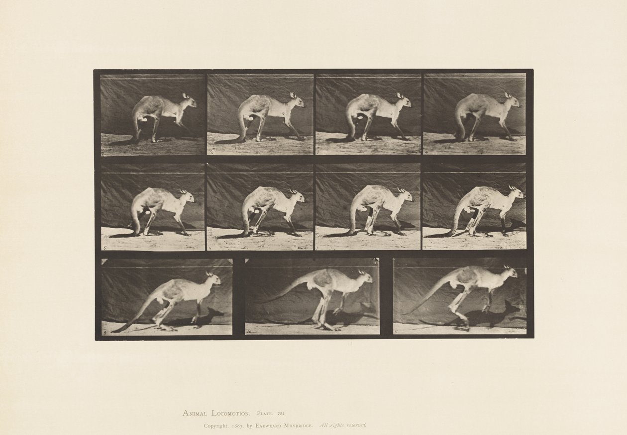 Tallerken 751. Kenguru; Å gå på allefirere; Bytt til hopping av Eadweard Muybridge