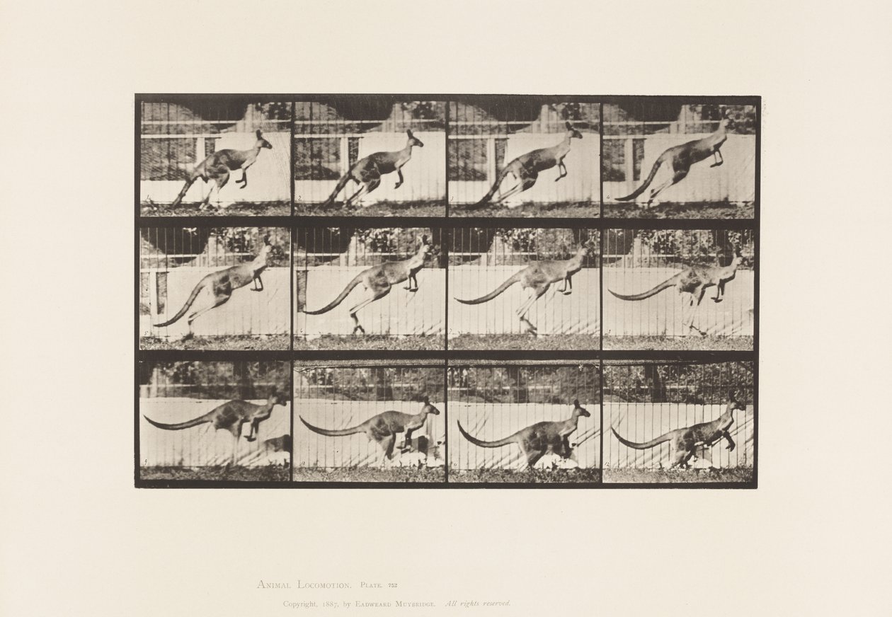 Tallerken 752. Kenguru; Hopping av Eadweard Muybridge