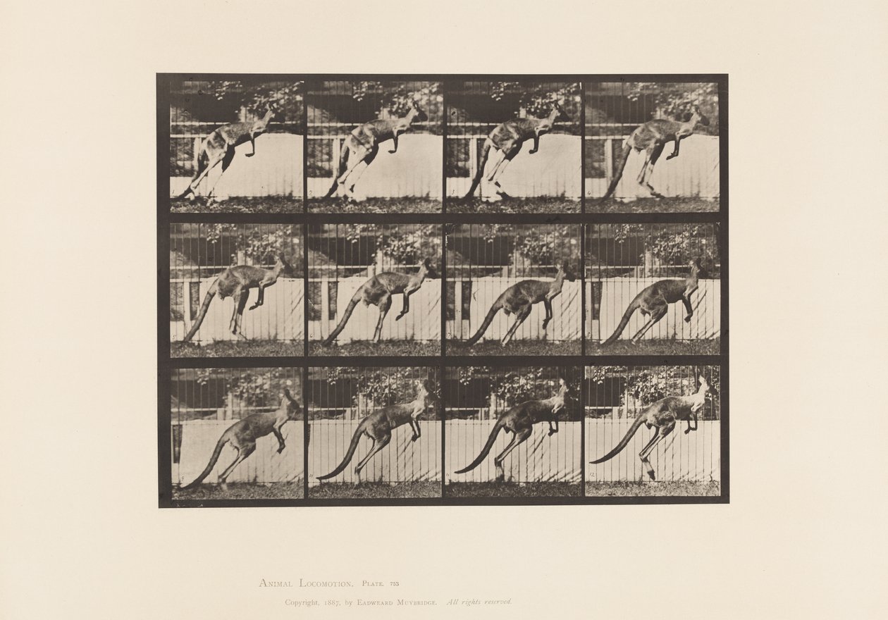 Tallerken 753. Kenguru; Hopping av Eadweard Muybridge