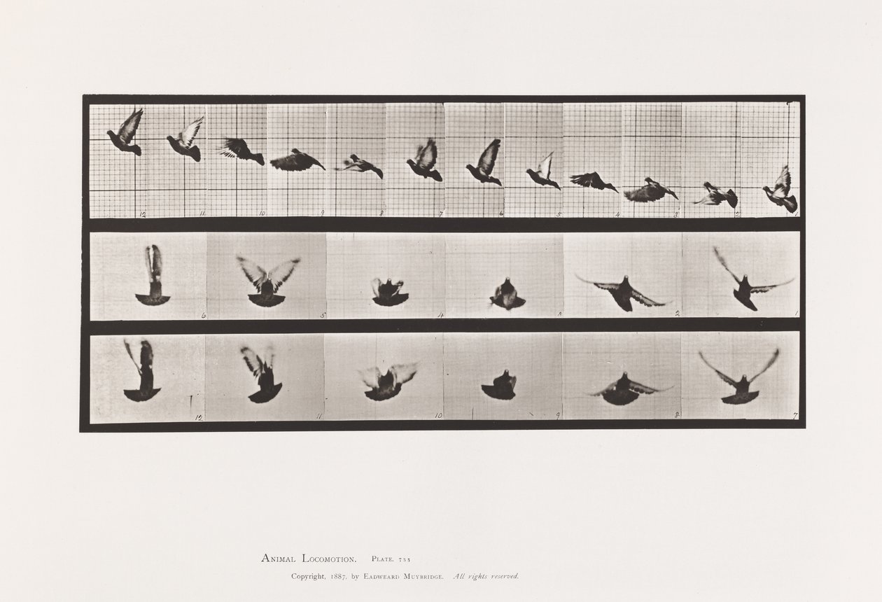 Plate 755. Due; Flying av Eadweard Muybridge