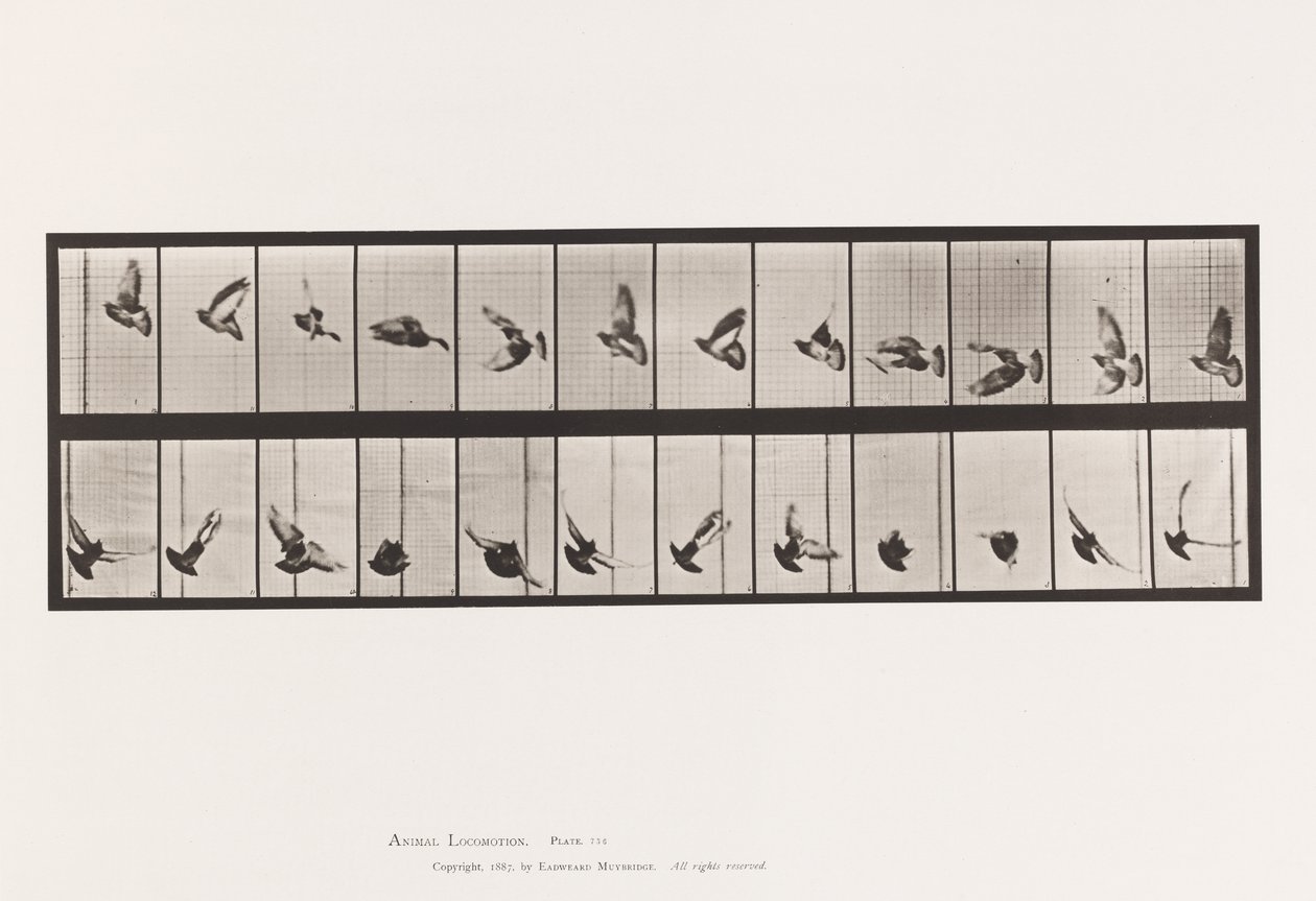 Plate 756. Due; Flying av Eadweard Muybridge