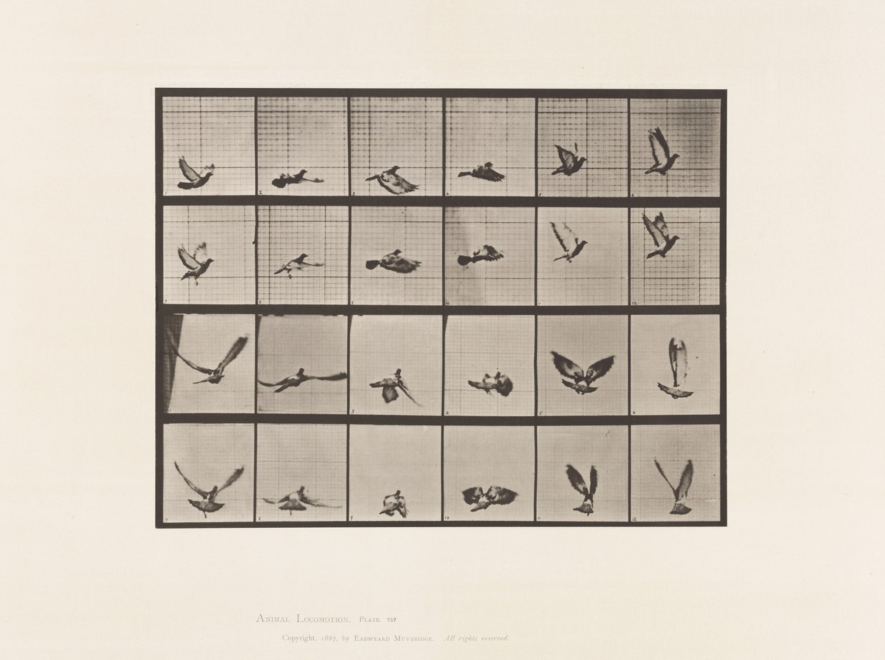 Plate 757. Due; Flying av Eadweard Muybridge