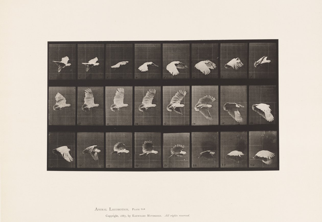 Tallerken 758. Kakadu; Flying av Eadweard Muybridge