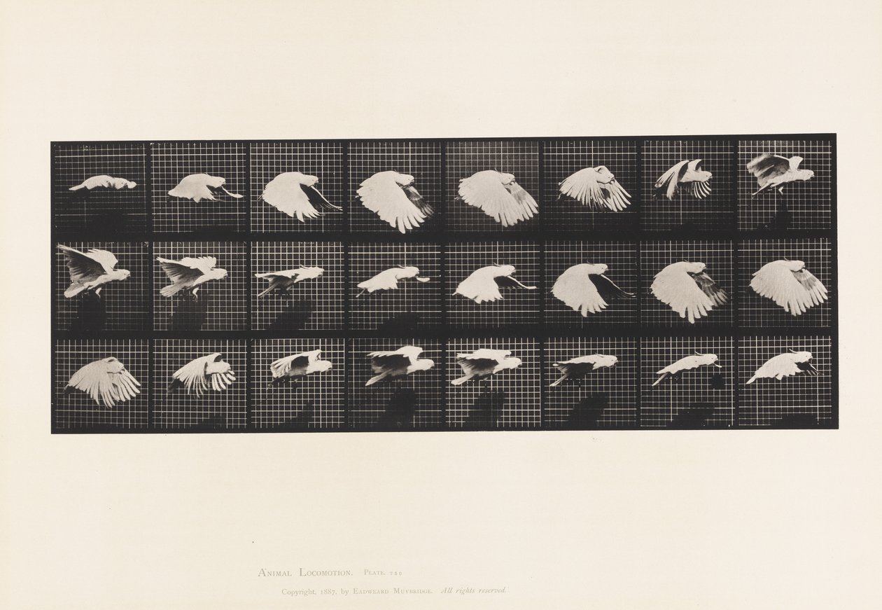 Tallerken 759. Kakadu; Flying av Eadweard Muybridge