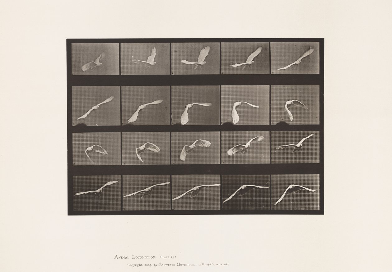 Tallerken 760. Kakadu; Flying av Eadweard Muybridge