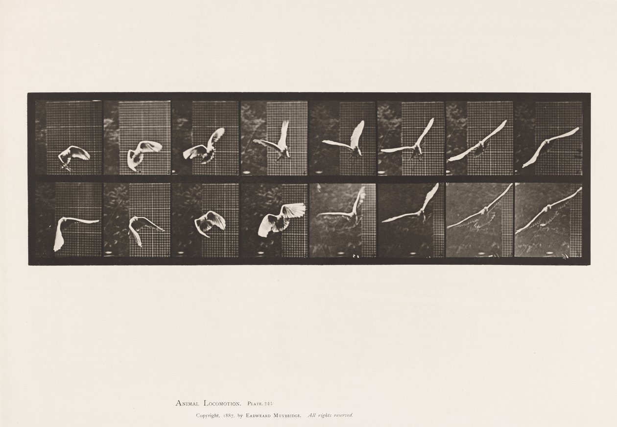 Tallerken 761. Kakadu; Flying av Eadweard Muybridge