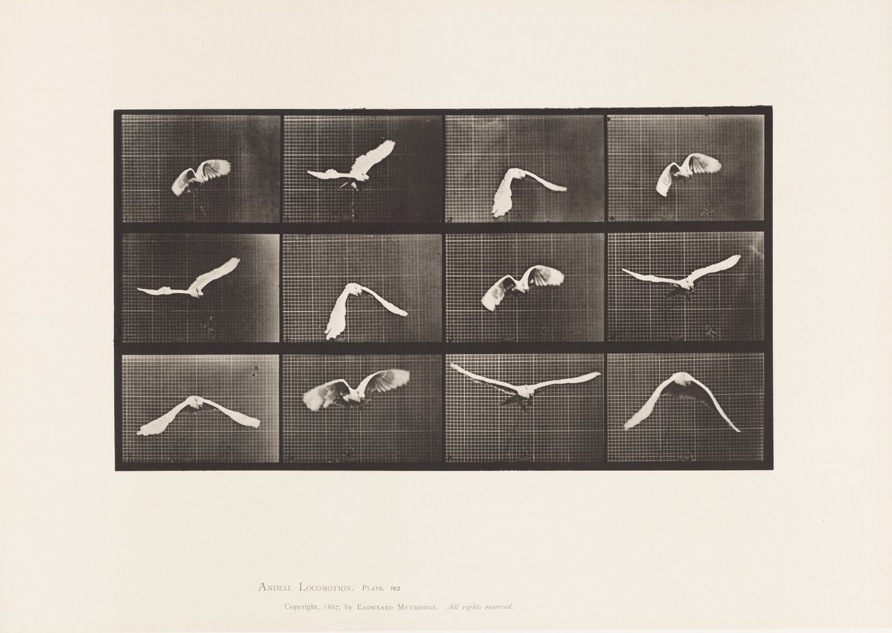 Tallerken 762. Kakadu; Flying av Eadweard Muybridge