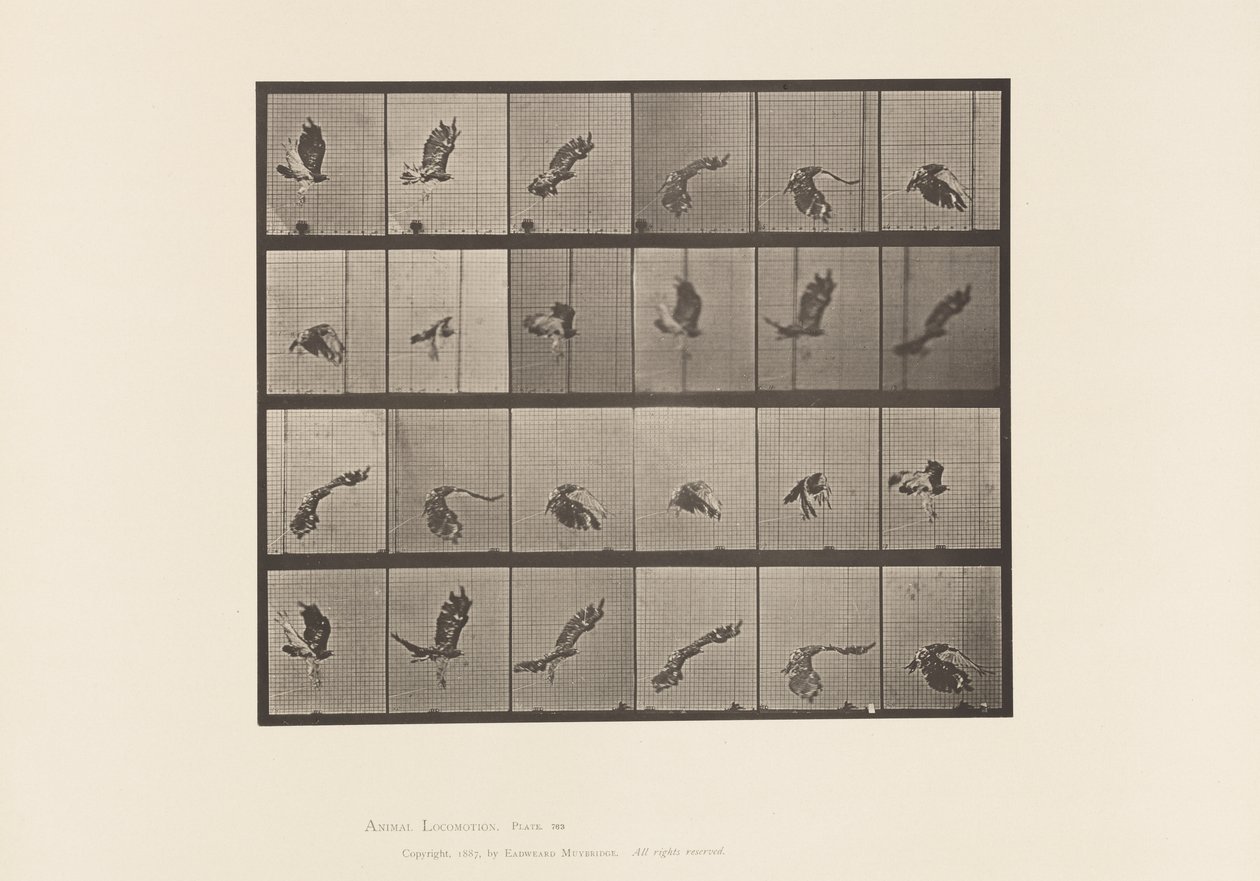 Plate 763. Rødhalehauk; Flying av Eadweard Muybridge
