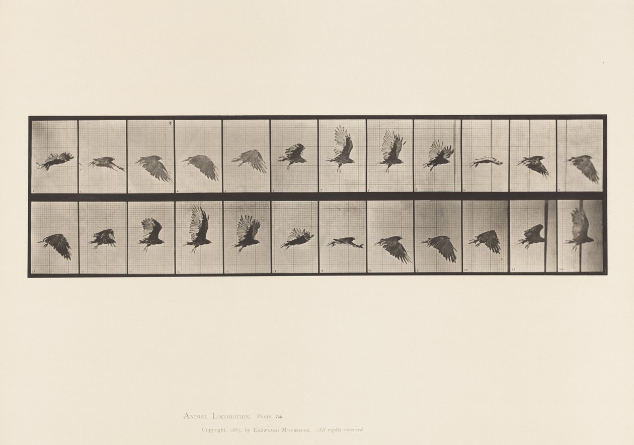 Plate 766. Gribb; Flying av Eadweard Muybridge