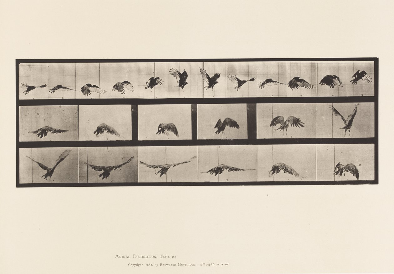 Plate 768. Gribb; Flying av Eadweard Muybridge
