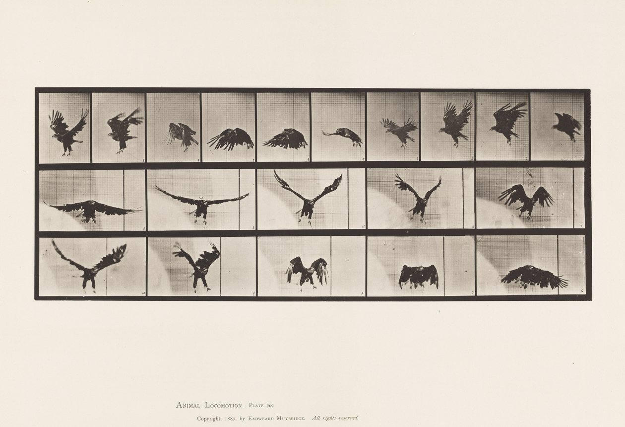 Plate 769. American Eagle; Flying av Eadweard Muybridge
