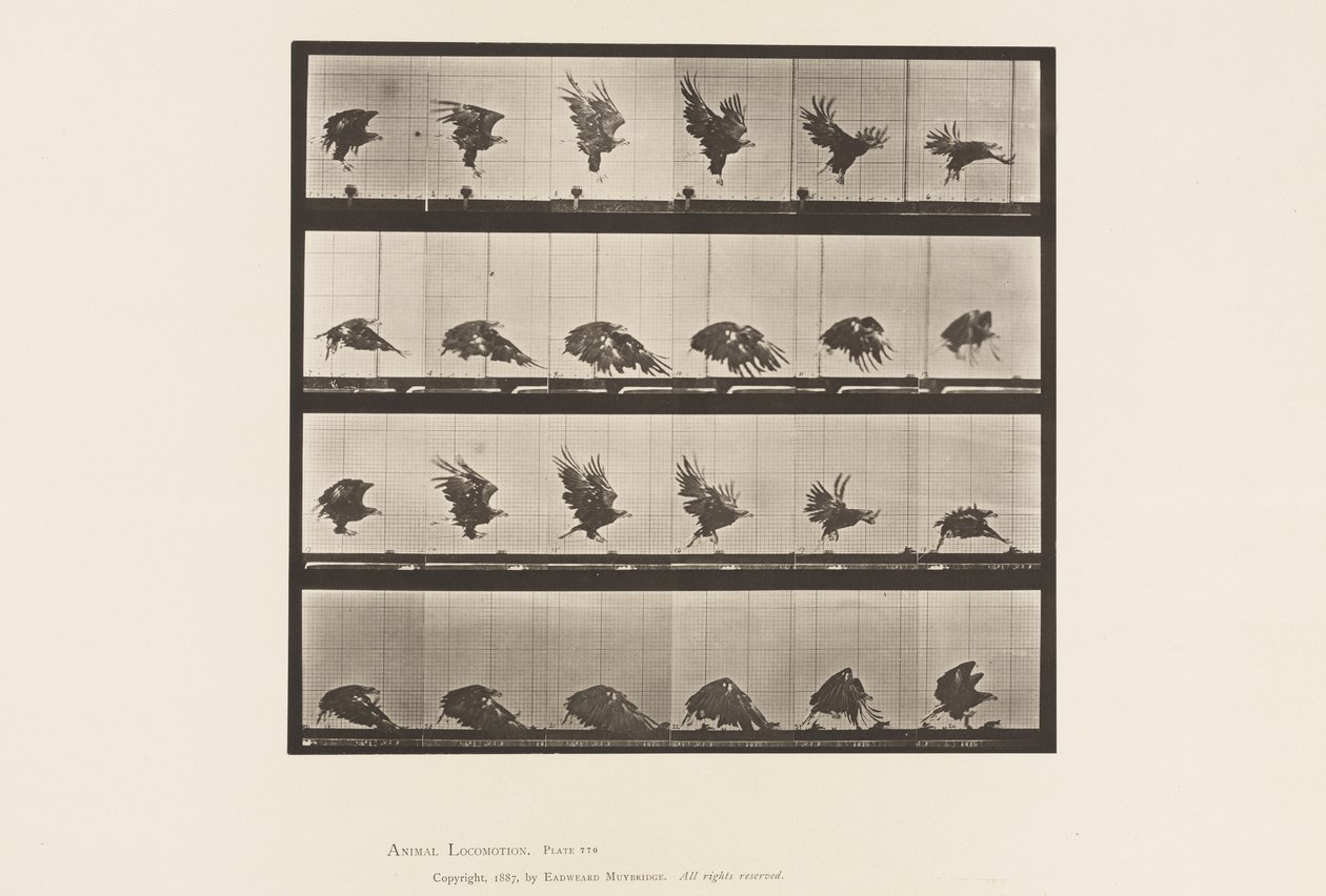 Plate 770. American Eagle; Flyr nær bakken av Eadweard Muybridge