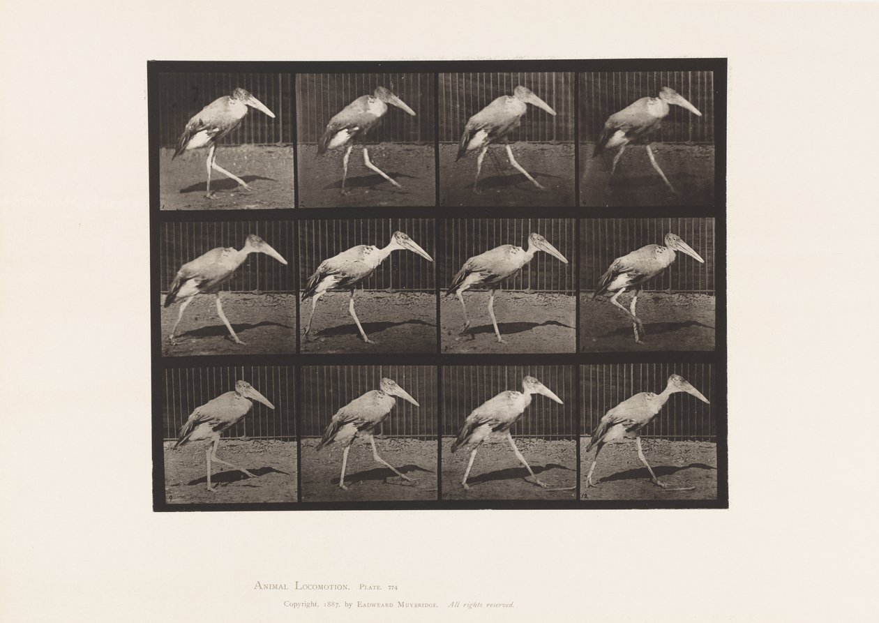 Plate 774. Adjutant; Går av Eadweard Muybridge