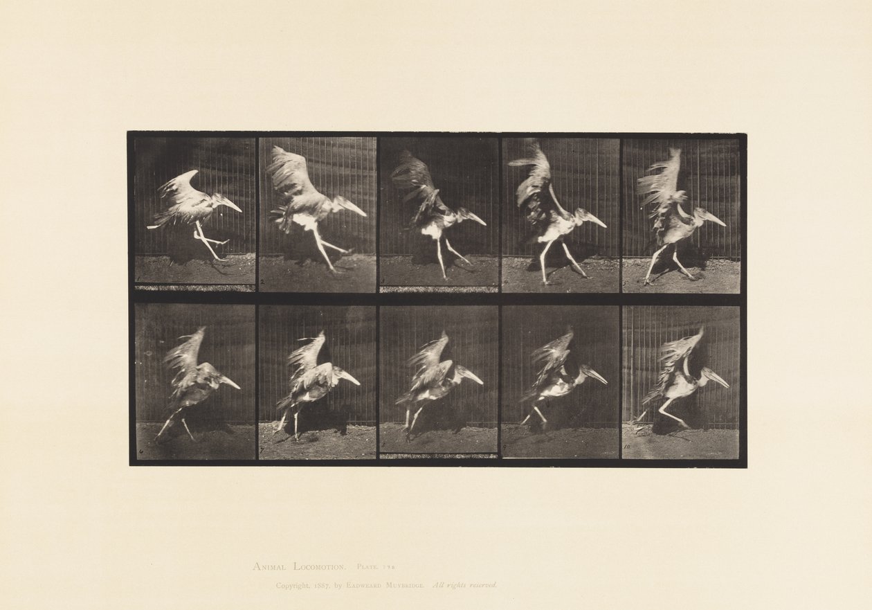 Plate 775. Adjutant; Flying Run av Eadweard Muybridge