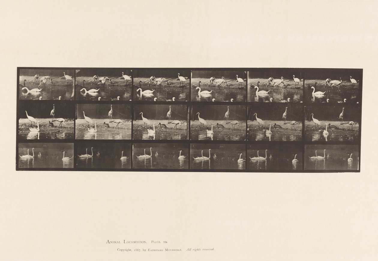 Plate 776. Storker; Svaner, etc, A, B, C av Eadweard Muybridge