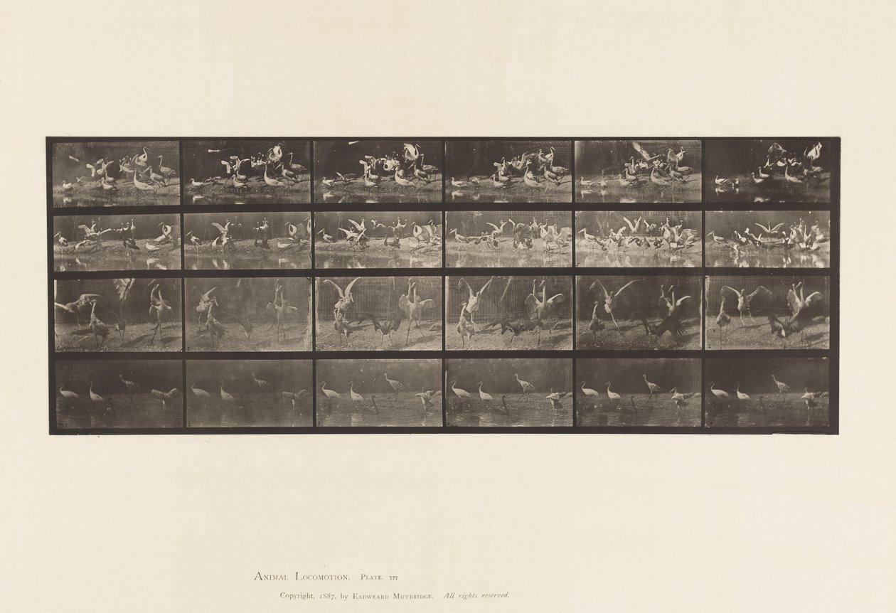 Plate 777. Storker; osv. A, B, C, D av Eadweard Muybridge