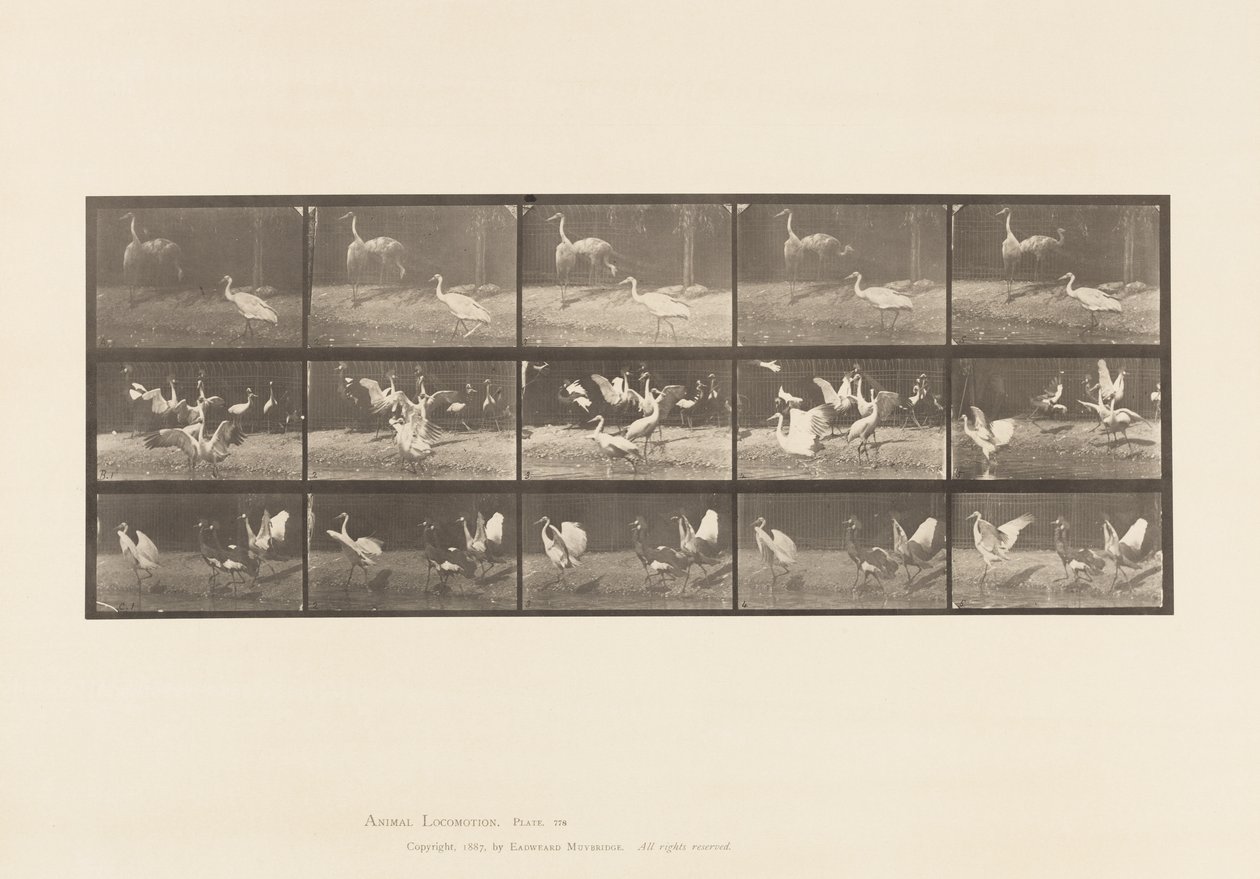 Plate 778. Storker; osv, A, B, C av Eadweard Muybridge