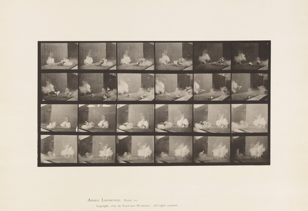Tallerken 781. Kyllinger; Skremt av Torpedo av Eadweard Muybridge