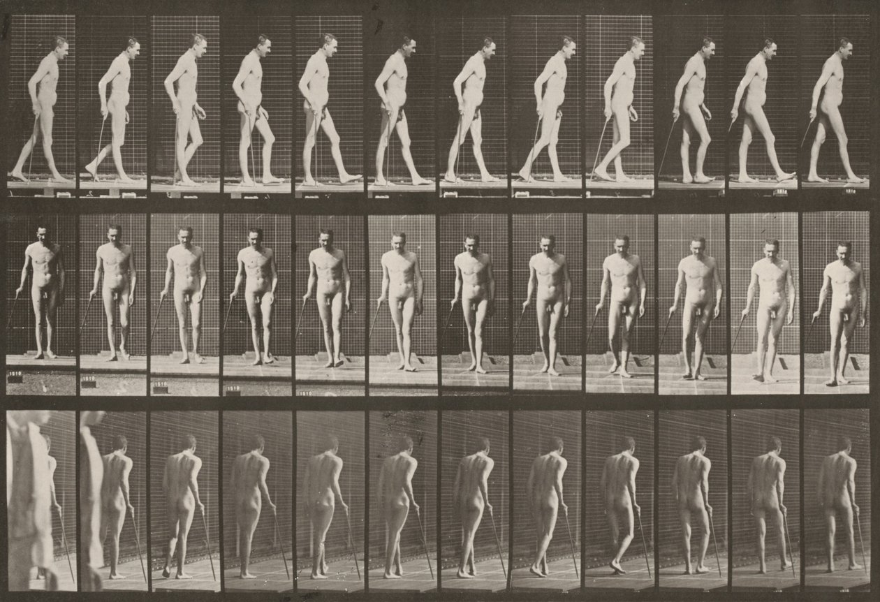 Tavle nummer 559. Delvis paraplegi, gange med stokk av Eadweard Muybridge