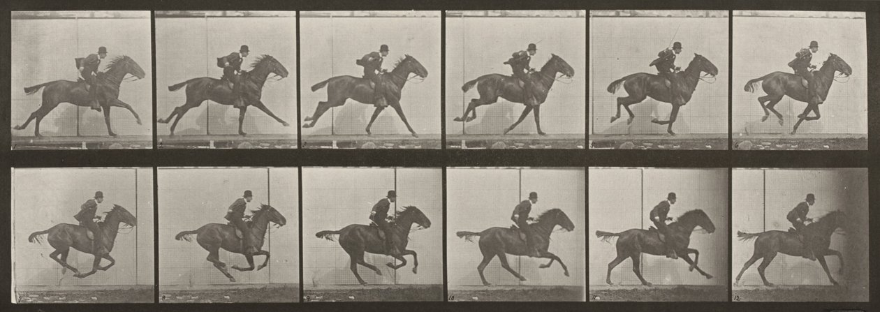 Plate nummer 624. «Daisy» i galopp, salet av Eadweard Muybridge