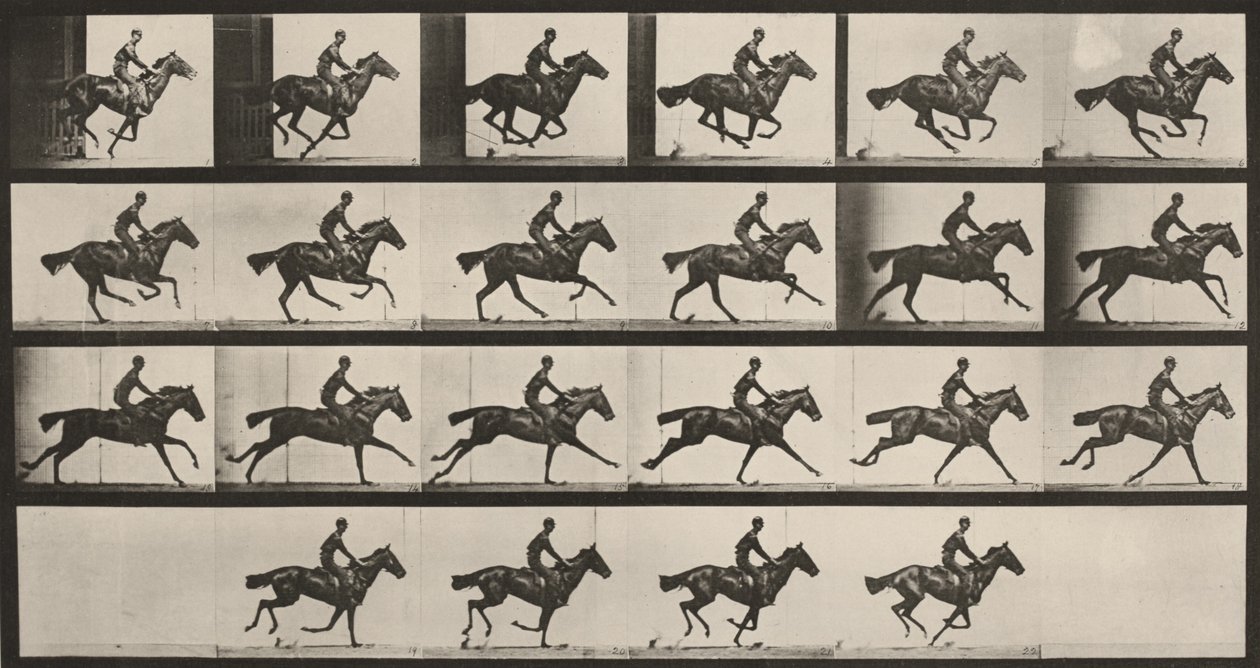 Plate nummer 625. «Bouquet» i galopp av Eadweard Muybridge