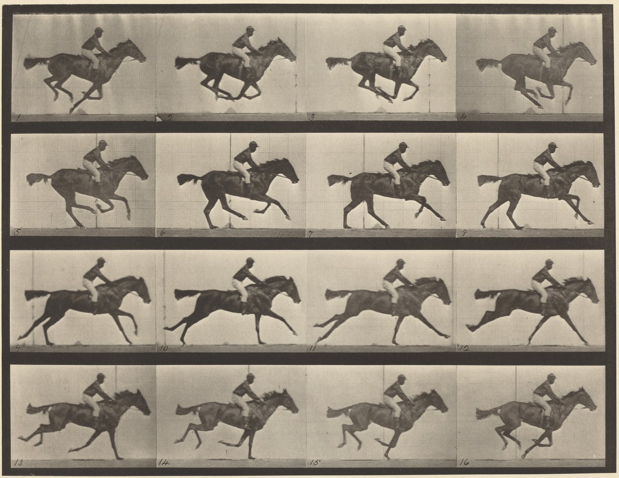 Plate nummer 626. Galopp, fullblods brun hoppe, Annie G. av Eadweard Muybridge