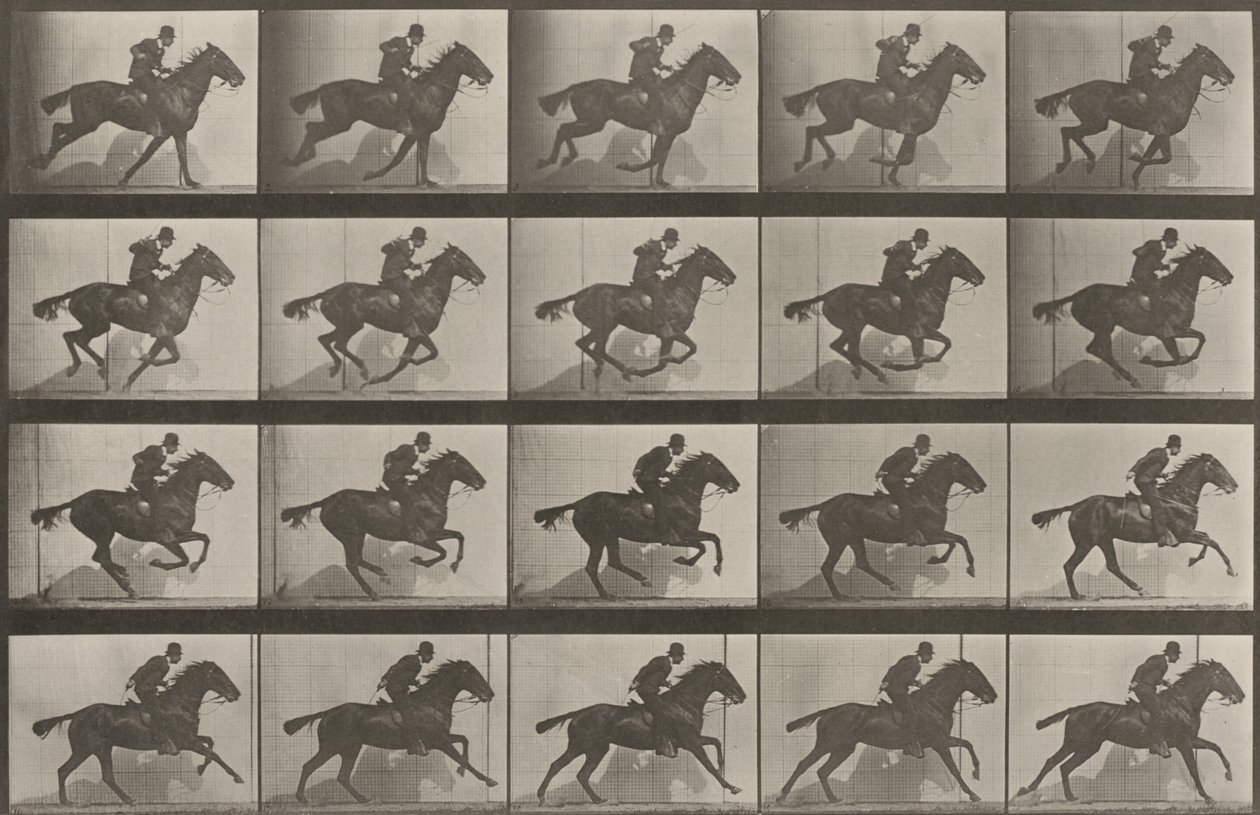 Plate nummer 628. «Daisy» i galopp av Eadweard Muybridge