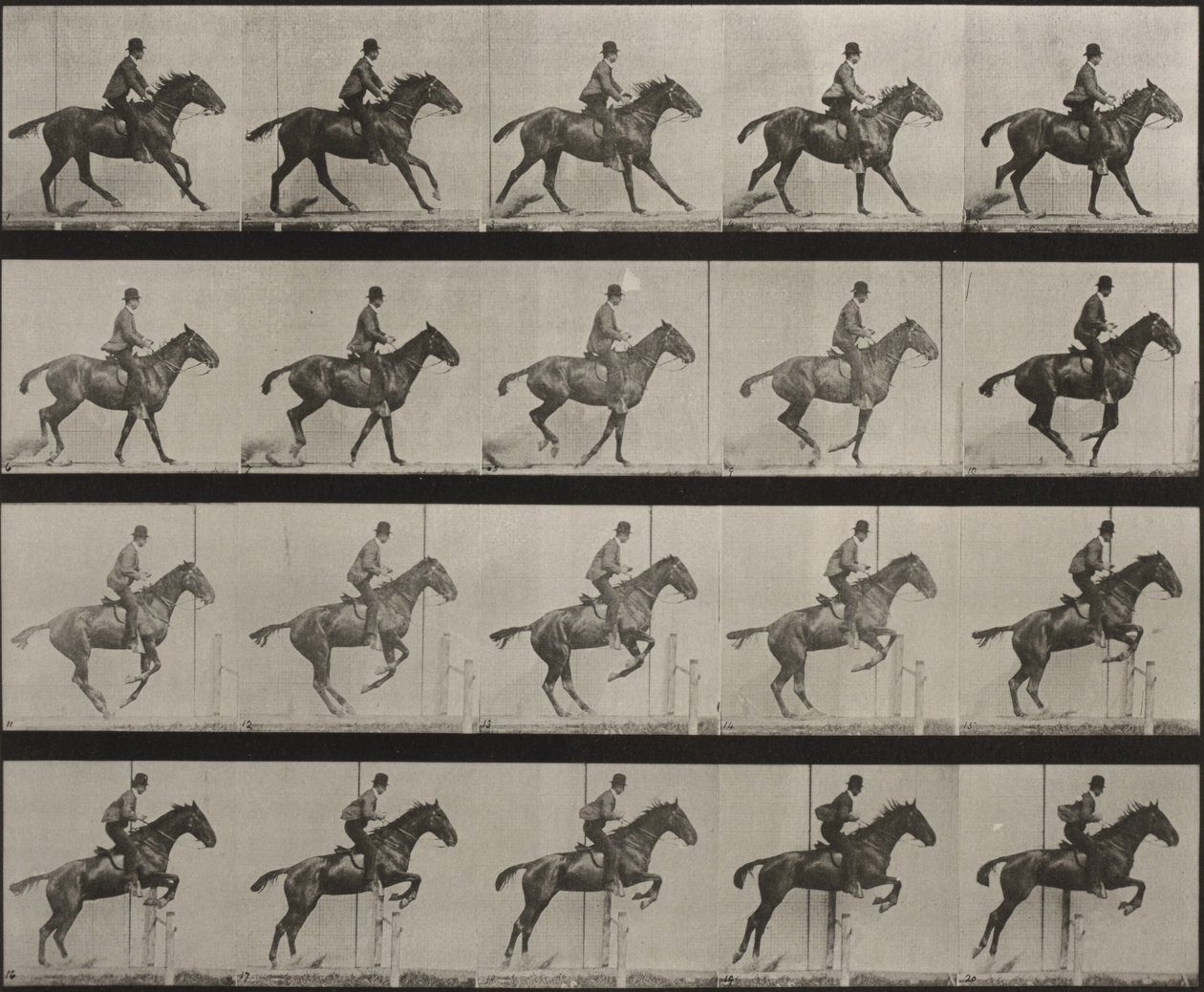 Plansje nummer 636. «Daisy» hopper over en hekk, sadlet, og forbereder seg på spranget av Eadweard Muybridge