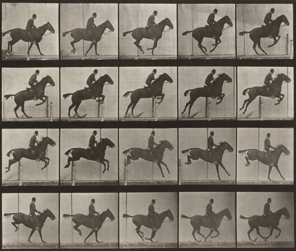 Plate nummer 639. «Daisy» hopper over en hindring, sadlet av Eadweard Muybridge