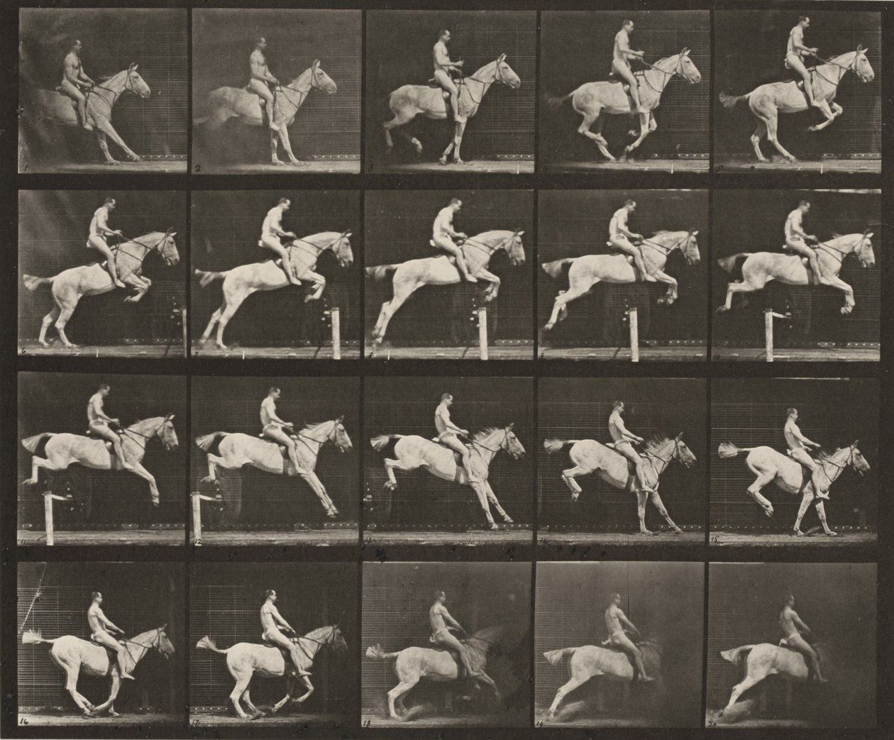 Plate nummer 642. «Pandora» hopper over en hindring, sadlet; rytter naken av Eadweard Muybridge