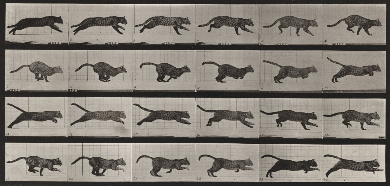 Tavle nummer 720. Katt; i galopp av Eadweard Muybridge