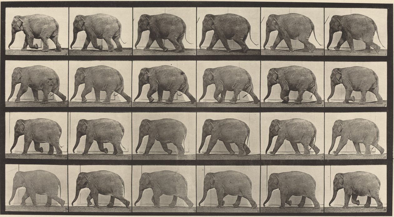 Plate nummer 733. Elefantvandring av Eadweard Muybridge