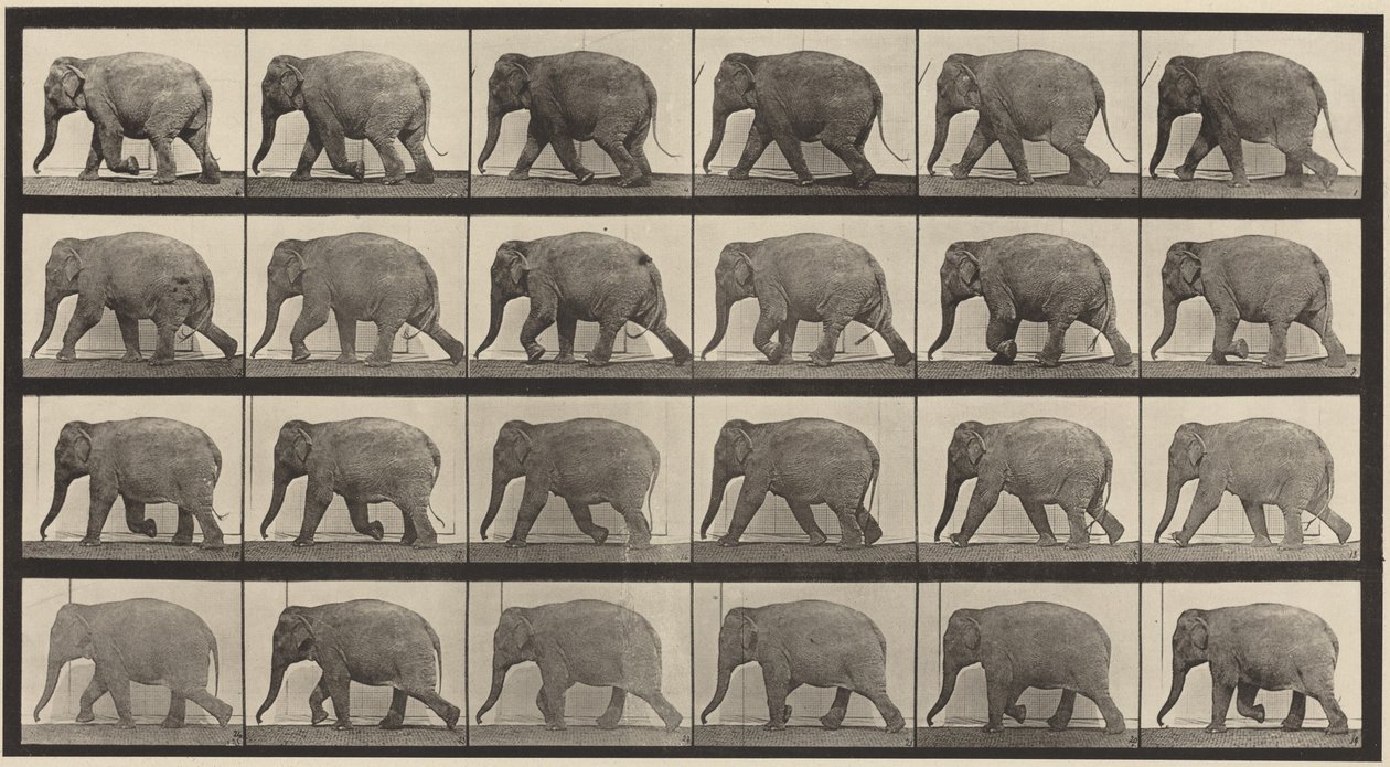 Tavle nummer 733. Gående elefant av Eadweard Muybridge