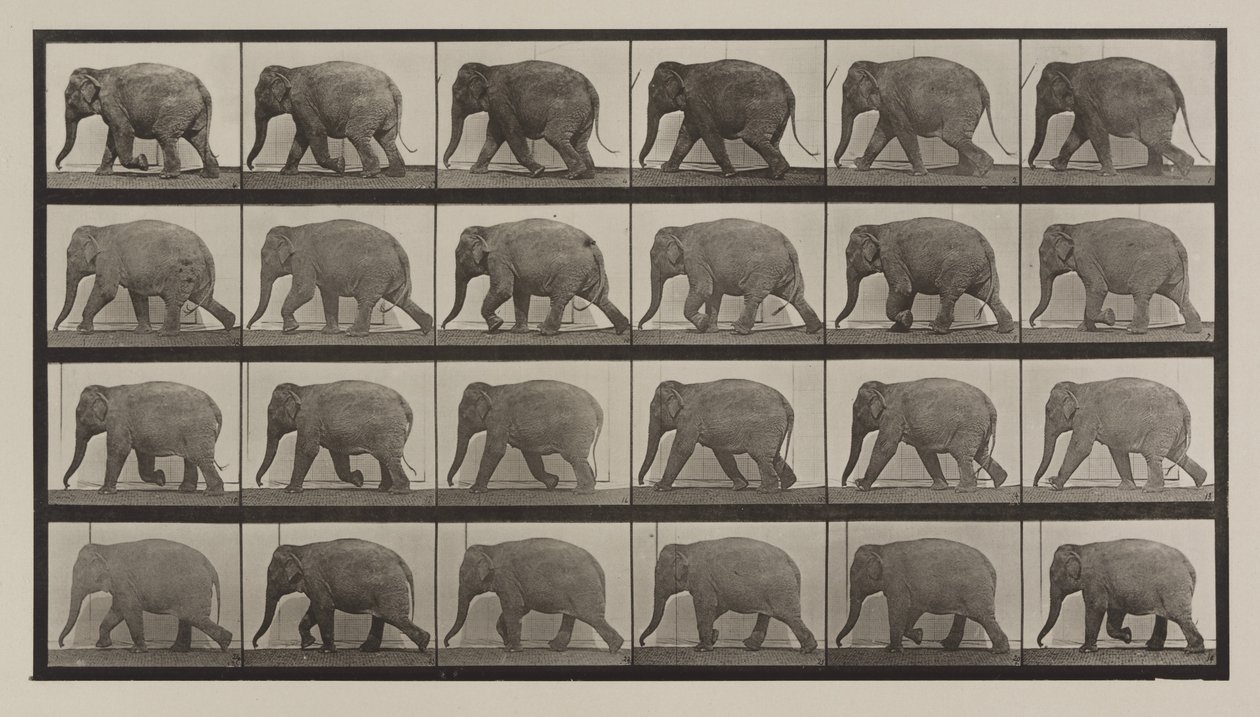 Plate nummer 733. Elefantvandring av Eadweard Muybridge